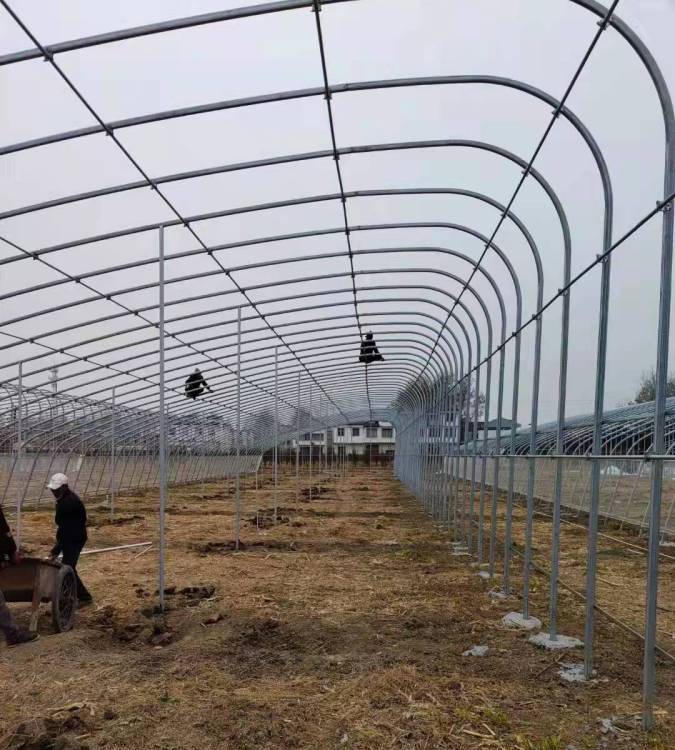 沒見過大棚養(yǎng)豬？效果很好！